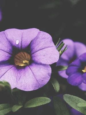 The Last Dragon Rider